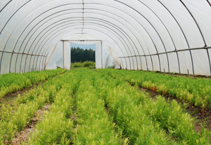 Baumsämlinge im Folienzelt
