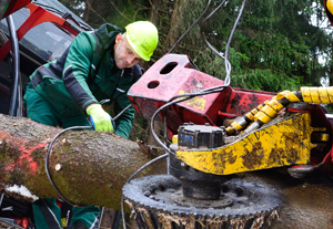Forstmitarbeiter befestigt ein Seil an einem Baumstamm, um diesem mit schwerem Geräte hangaufwärts zu ziehen