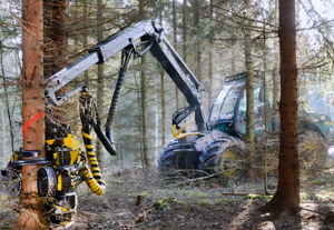 Traktor-ähnliche Holzerntemaschin im Wald fällt einen Nadelbaum 