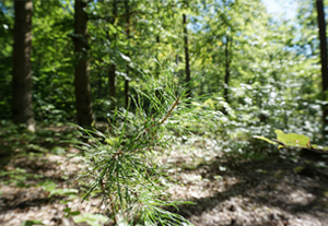 kleiner Keimling eines Nadelbaums, im Hintergrund große Bäume im Sommerwald