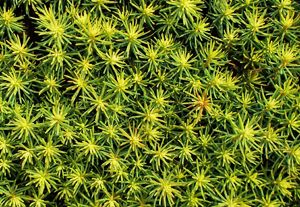 Nadelbaumsämlinge in einer Anzuchtschale