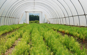 Blick in eine Folienzelt mit grünen Nadelbaumsämlingen