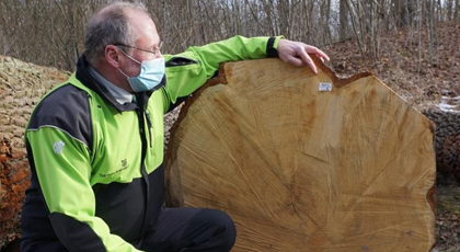 Vorstand in grün-schwarzer Dienstjacke begutachtet zufrieden den großen Submissionsstamm