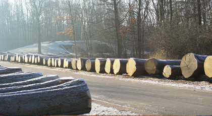 Blick auf den Submissionsplatz mit aufgereihten, hochwertigen Holzstämmen