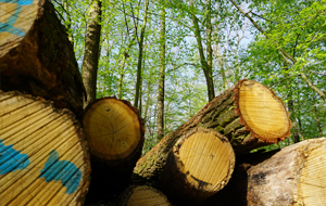 Laubholzstapel im grünen Sommerwald
