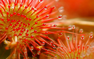 Nahaufnahme der seltenen Moorpflanze names Sonnentau (mit roten, fühlerartigen Blütenteilen, die mit Tröpfchen besetzt sind) 