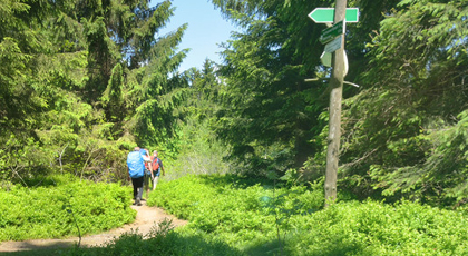 Grüner Wald im Sommer; zwei mit Rucksack bepackte Waldtouristen wandern auf einem geschwungenen Waldweg an einem Wegweiser vorbei