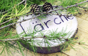 Baumscheibe mit Der Auschrift "Lärche"; darauf liegt eine Nadelzweig mit Zapfen