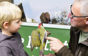 Ein Förster erklärt einem kleinen Jungen mit blonden Haaren etwas an einem Vogelmodell. Der Vogel ist grün mit rotem Kopfgefieder.