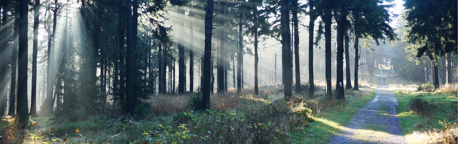 Blick auf einen sonnendurchfluteten Nadelwald im Herbst. Auf einem Waldweg laufen einige Menschen.