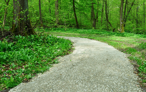 Ein neu aufgezogener Waldweg führt in einen grünen Laubwald im Sommer.