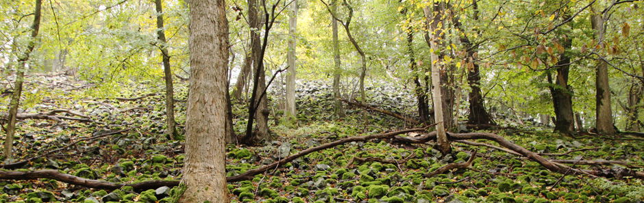 Naturlich  wilder Laubwald mit Mooskissen am Boden und herumliegenden Ästen. Dicke und dünne Baumstämme wechseln sich im Waldbild ab.