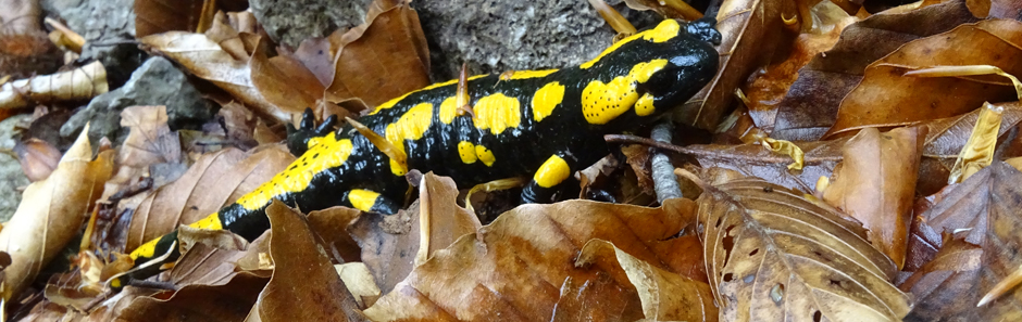 Feuersalamander (schwarz gelb geflechtes, eidechsenartiges Kriechtier) zwischen Herbstlaub auf einem Stein