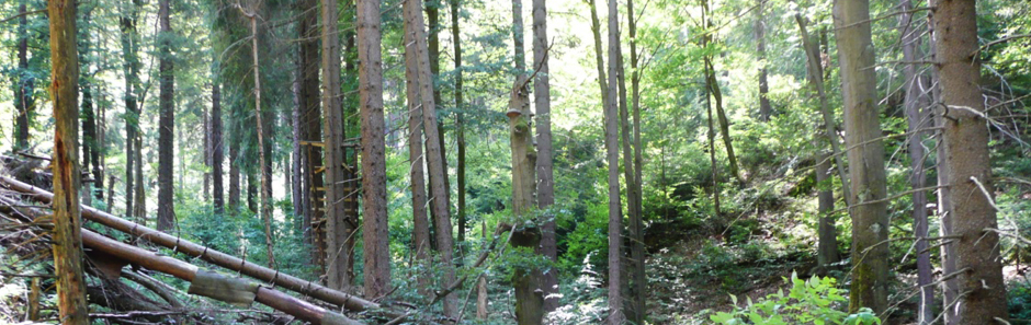 Überwiegend mit Fichten bewachsenes Waldstück; lichter Wald mit vereinzelt querliegenden Baumstämmen 