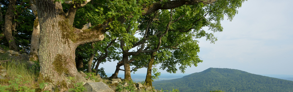 Blick auf einen bewaldeten Hügel; im Vordergrund steht eine Gruppe alter, norriger Laubbäume, teilweise mit sehr dickem Baumstamm